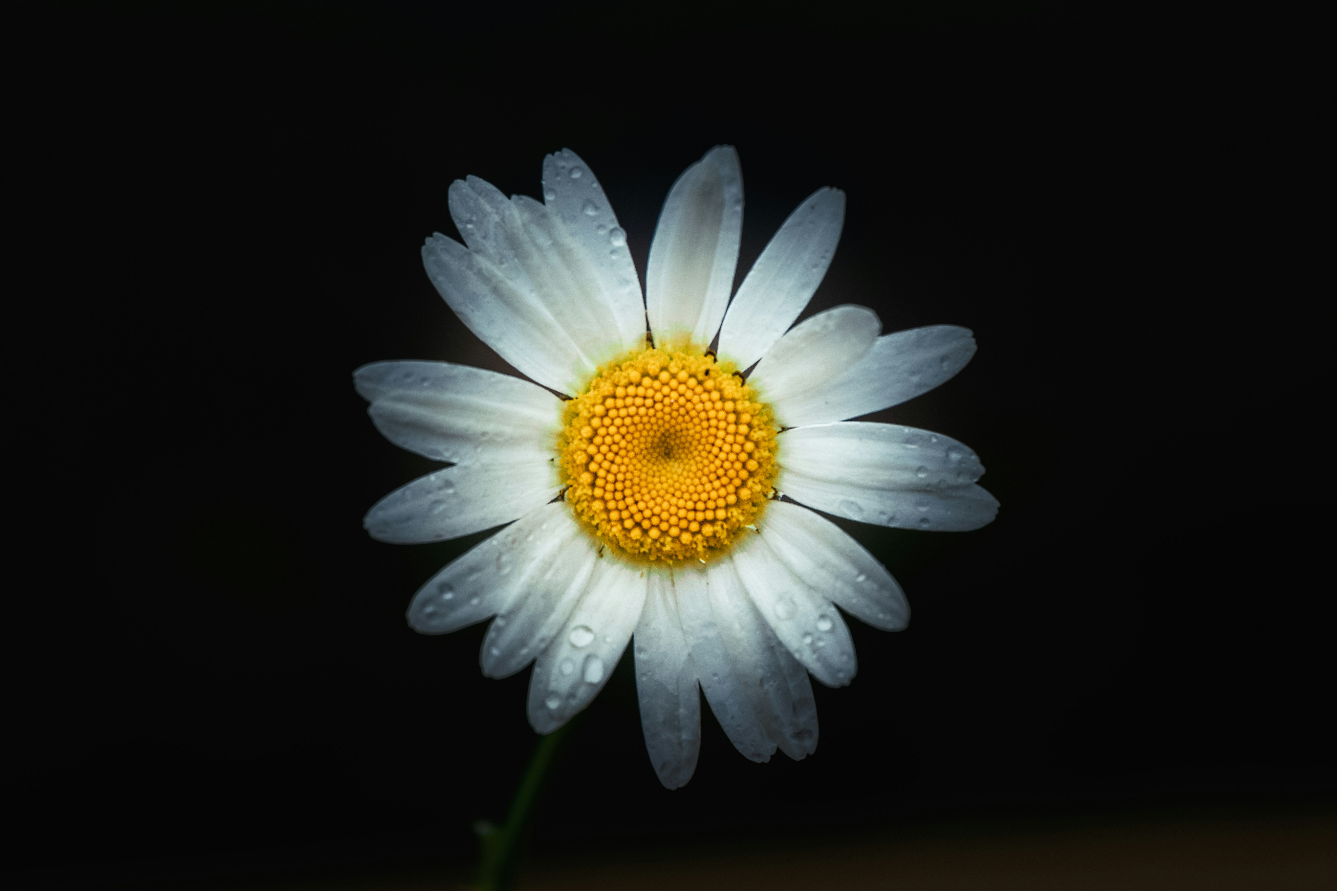 white daisy in bloom with black background